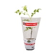 thumbnail image 1 of Tomate cherry Alfavid en maceta, 1 of 4