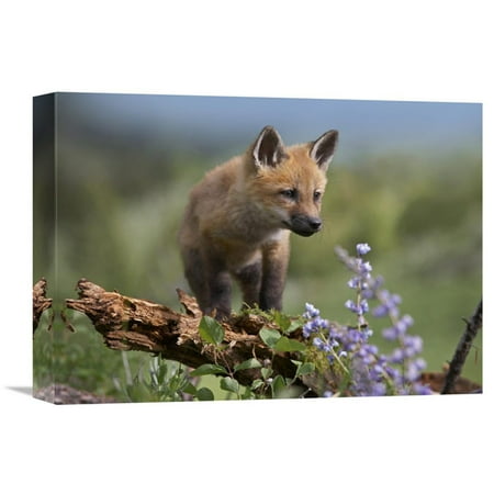 Global Gallery Red Fox Kit Climbing North America Wall Art