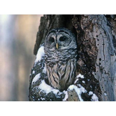 Barred Owl (Strix Varia) in a Hollow of a Maple Tree (Acer). North America Print Wall Art By Steve