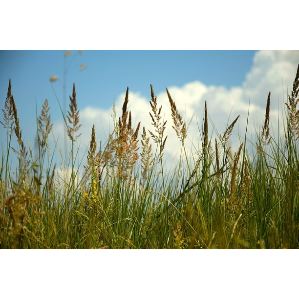 Aƒa A A Eleno Field Wheatfield Sky Inch By 30 Inch Laminated Poster With Bright Colors And Vivid Imagery Fits Perfectly In Many Attractive Frames Walmart Com Walmart Com