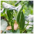 Everwilde Farms 100 Emerald Okra Seeds Gold Vault Jumbo Bulk Seed