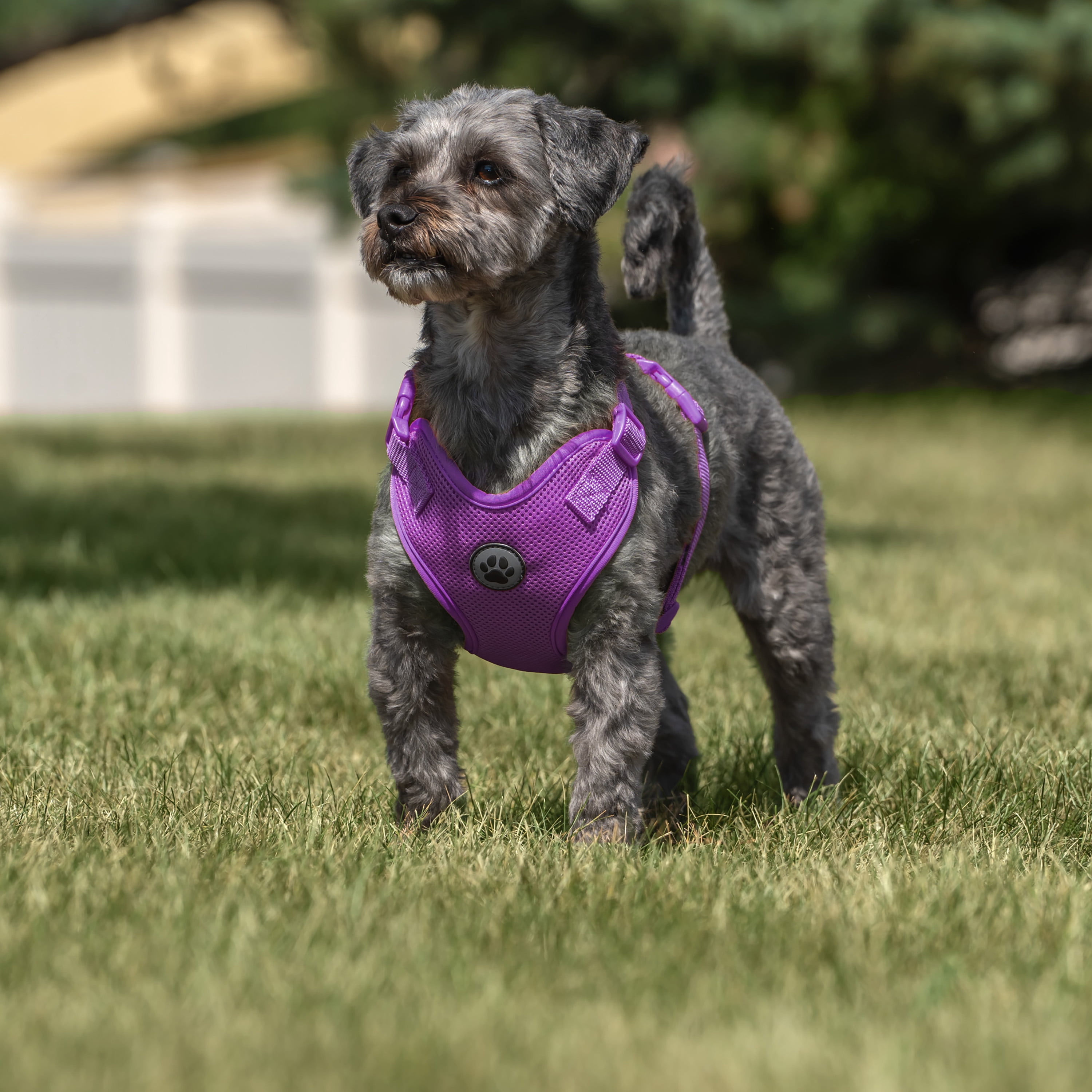 Vibrant Life Polyester Mesh Adjustable and Reflective Dog Walking Harness, Purple, S
