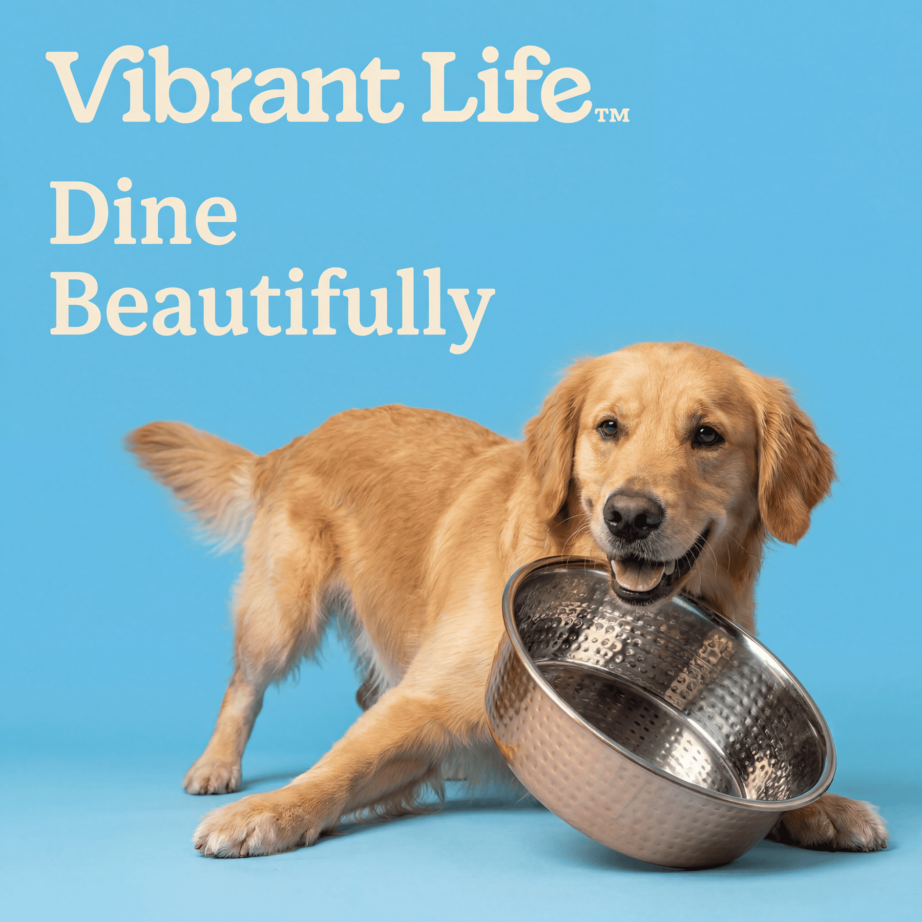 Vibrant Life Large 7.5-Cup Hammered Copper Pet Bowl with Stainless Steel Interior