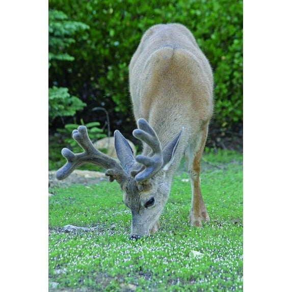 Hogan Mule Deer Wall Decal