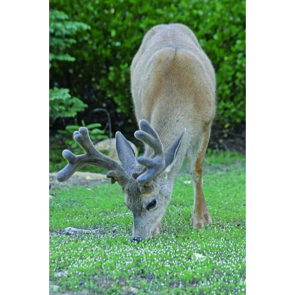 Hogan Mule Deer Wall Decal