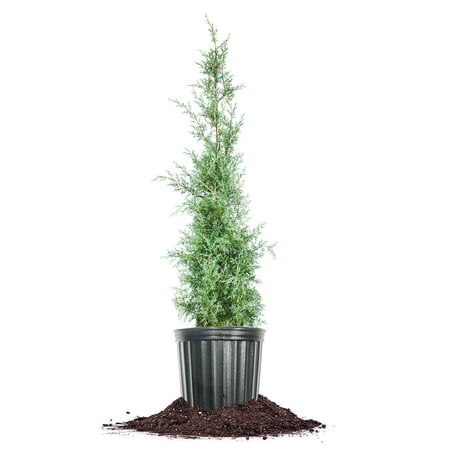 Perfect Plants Carolina Sapphire Cypress 3 Gallon