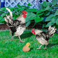 thumbnail image 6 of GZJCKJY Poultry Decoration Courtyard Card Size Hen Card Decoration Courtyard Decoration Acrylic Double Sided Printing Party Card Animal Rowsgarden Decoration Gardening Decoration Garden Supplies, 6 of 9