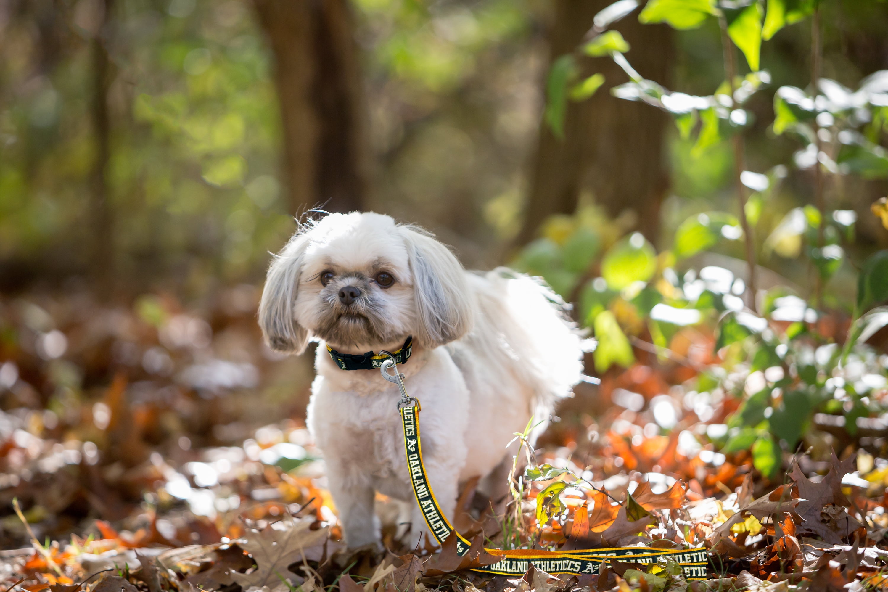 Pets First MLB Oakland Athletics Cats and Dogs Durable Pet Leash, Large