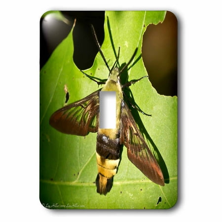 Humminbird Switch - 3dRose Snowberry Clearwing Hummingbird Moth, Double Toggle Switch