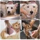 thumbnail image 3 of Dog Bath Brush, Pet Massage Brush Shampoo Dispenser, Soft Silicone Brush Rubber Bristle for Dogs and Cats Shower Grooming (Pink), 3 of 4