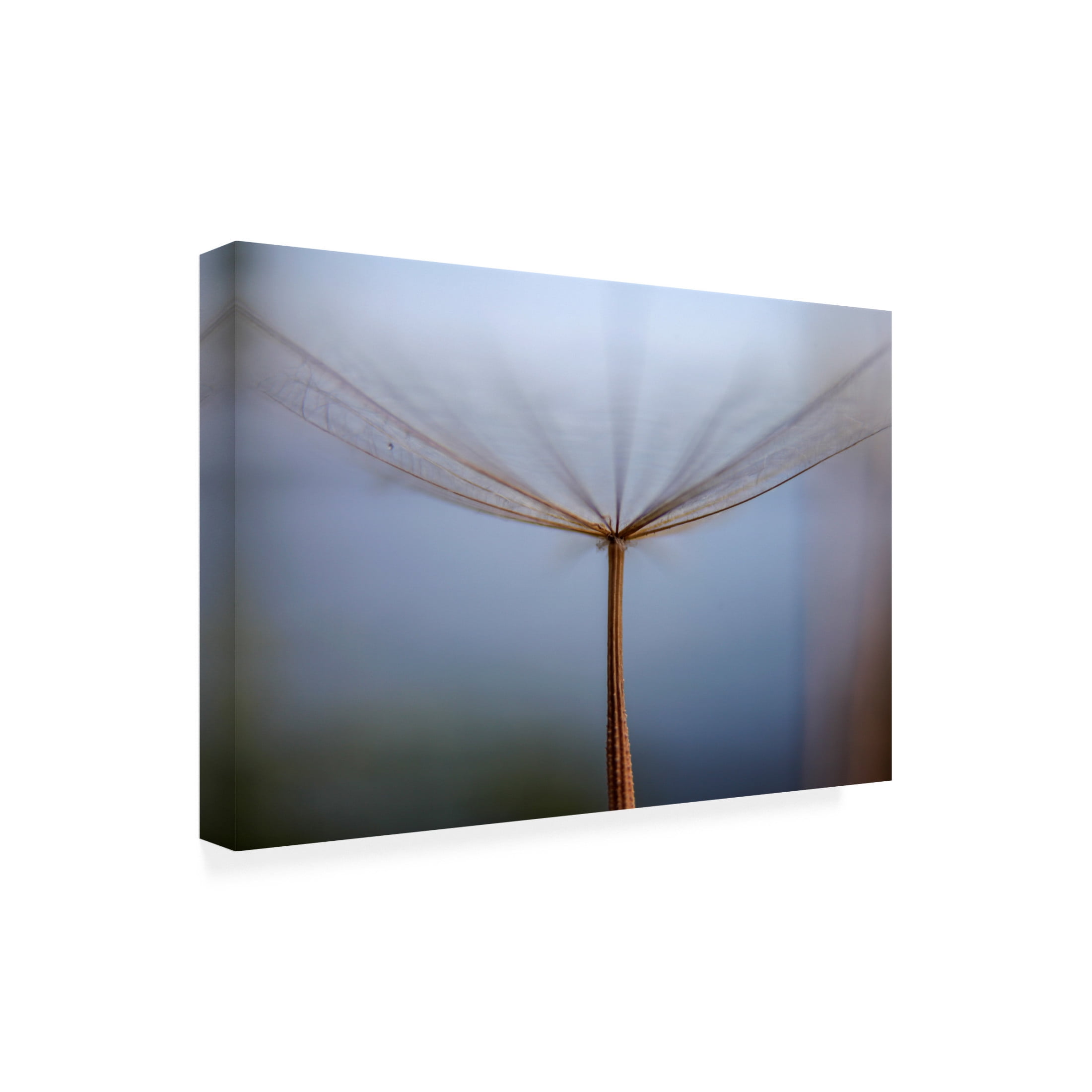 Trademark Fine Art Hassan Dehdaran Jabry Dandelion Canvas Wall Art