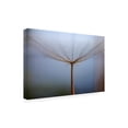 thumbnail image 3 of Trademark Fine Art Hassan Dehdaran Jabry Dandelion Canvas Wall Art, 3 of 4
