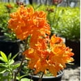 thumbnail image 5 of Gibraltar Azalea - Rhododendron 'Gibraltar', 5 of 5