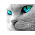 thumbnail image 1 of White Cat - DIY Diamond Painting, 1 of 6