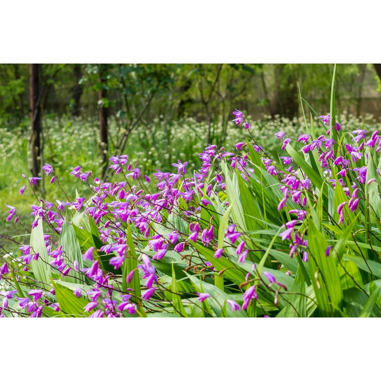 50 Hardy CHINESE GROUND ORCHID Bletilla Striata Purple Flower Seeds -  Walmart.com