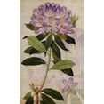 thumbnail image 2 of Butler, John 17x24 Gold Ornate Wood Framed with Double Matting Museum Art Print Titled - Rhododendron II, 2 of 4