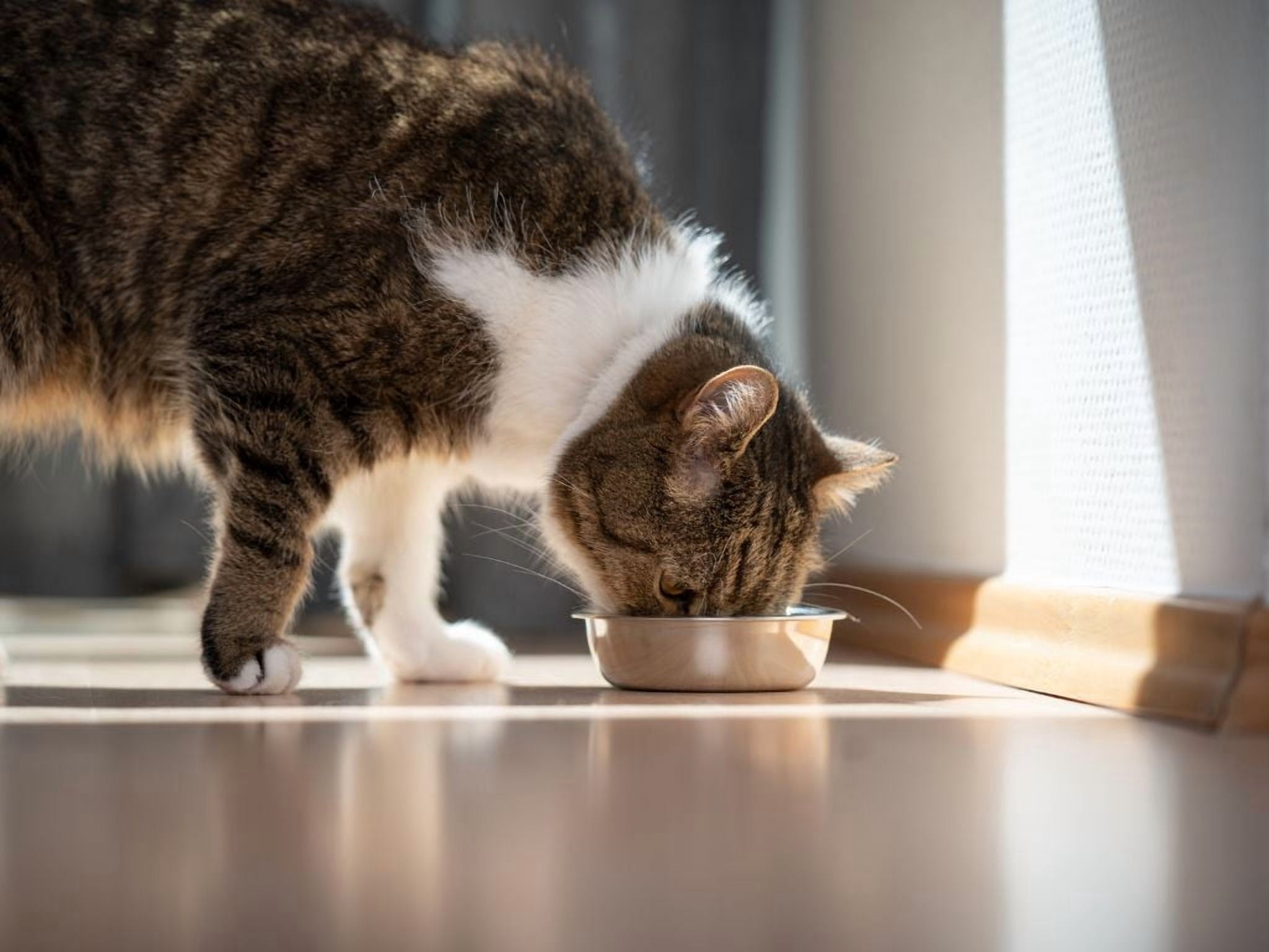 Purina Pro Plan Complete Essentials Cat Food - 8 Can Sampler (2) Each: Turkey Veg, Sole Veg, Turkey Rice, Tuna (3 Ounces) | MerlinsMart Zine + Catnip Toy