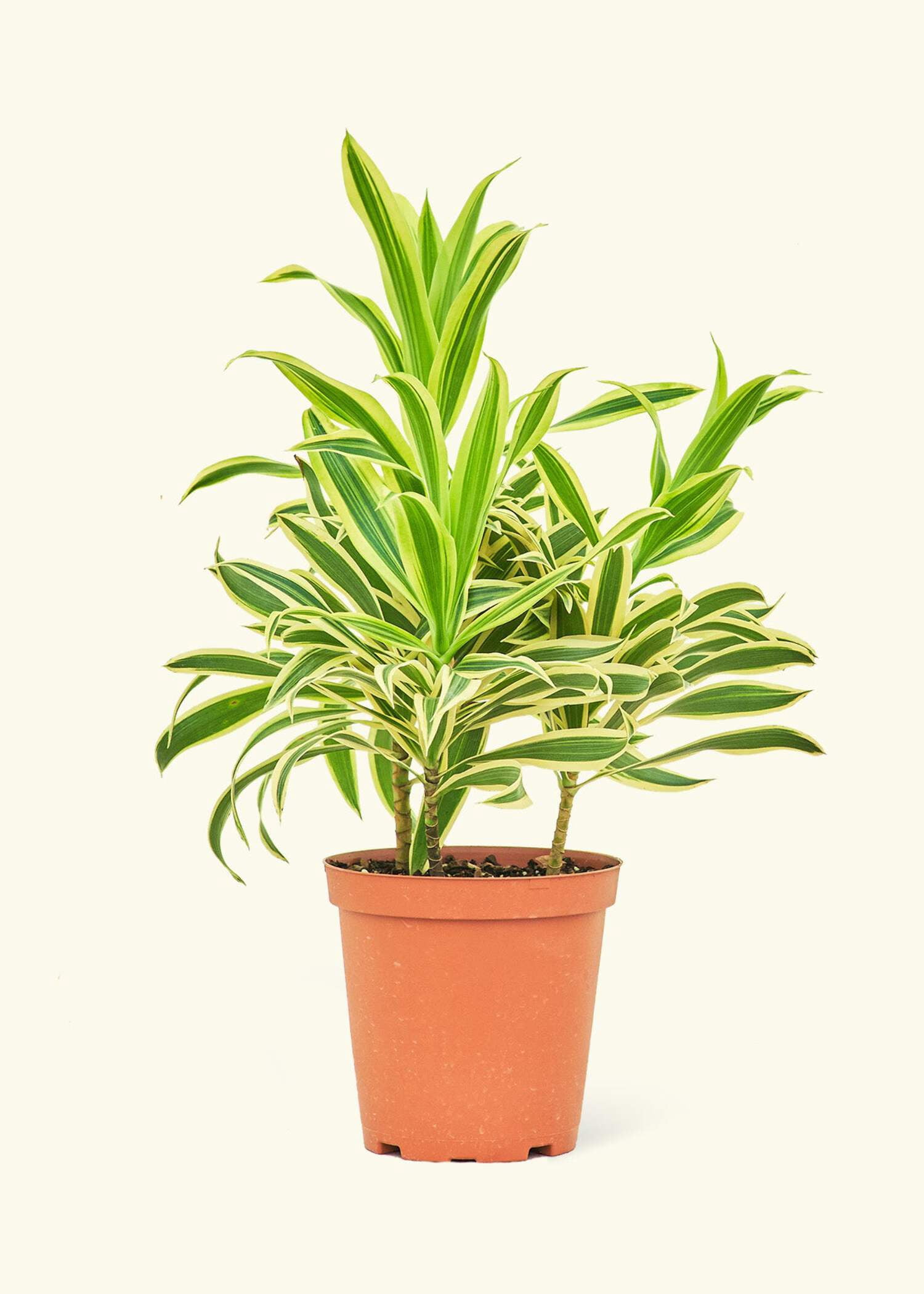 Dracaena Reflexa Live Green Plant in 6" Pot - Walmart.com