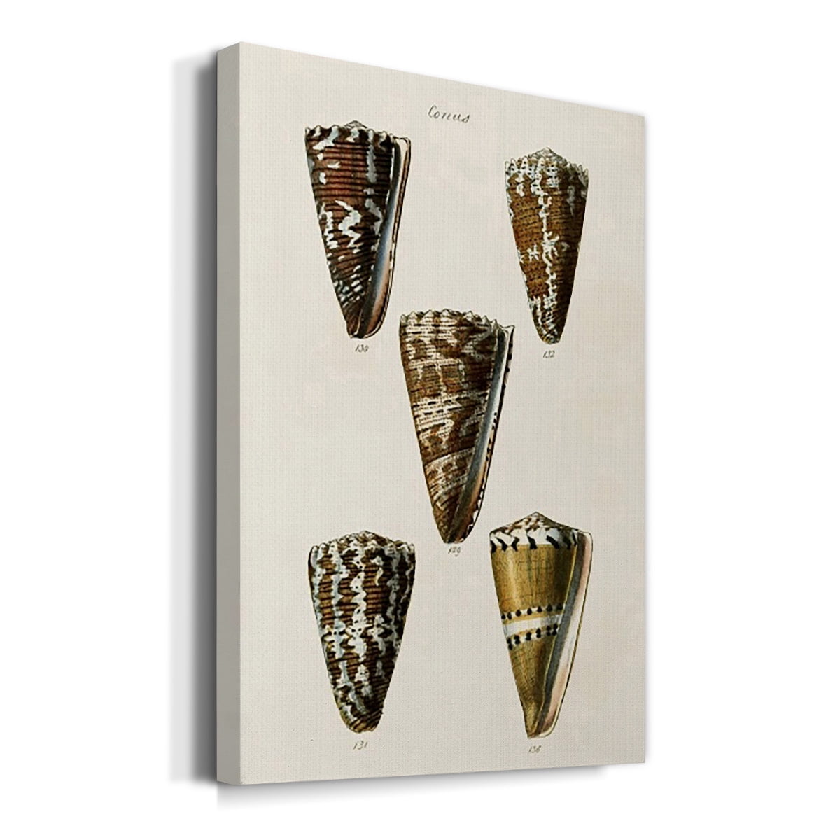 Cone Shell Collection V Premium Gallery Wrapped Canvas - Ready to Hang