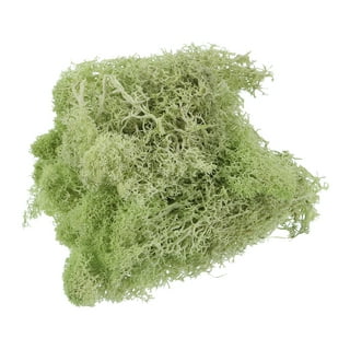 Jokapy Preserved Moss for Crafts Reindeer Moss Artificial Moss for Wall  Art, 7oz, Green