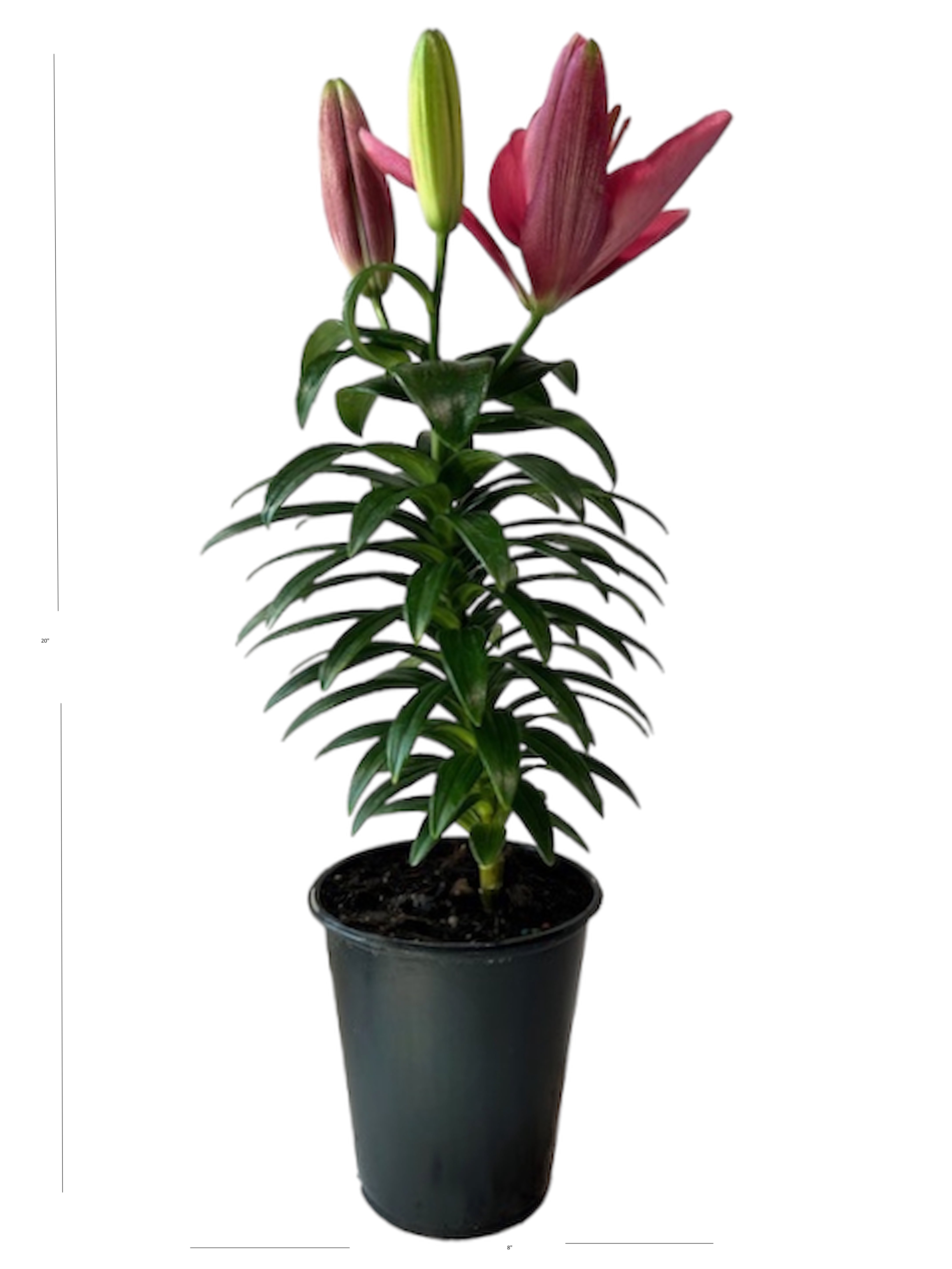 Expert Gardener Outdoor Live Plant Asiatic Lily Tiny Pearl Pink