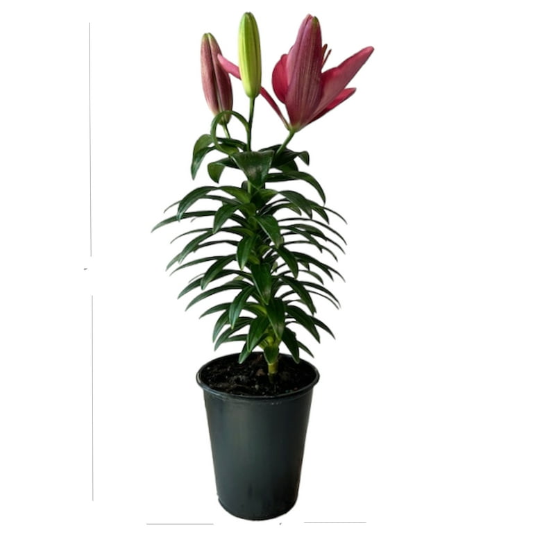 money plant for sale Chinese Money Plant – rePotme main image 1