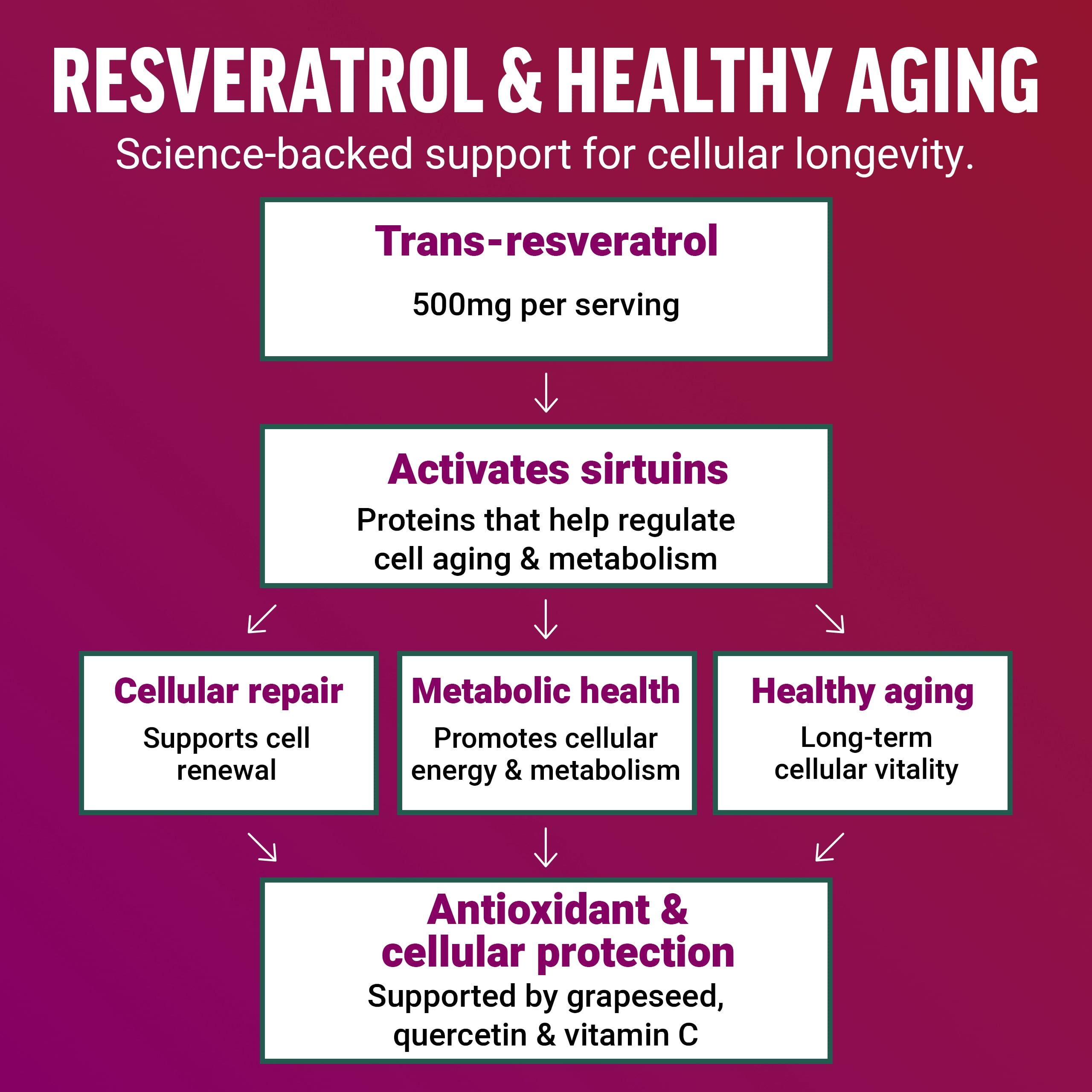 Force Factor Ultra Resveratrol, 500mg Trans-Resveratrol with Grapeseed Extract, Quercetin & Vitamin C, Antioxidant Supplement for Healthy Aging & Cellular Protection, 60 Capsules