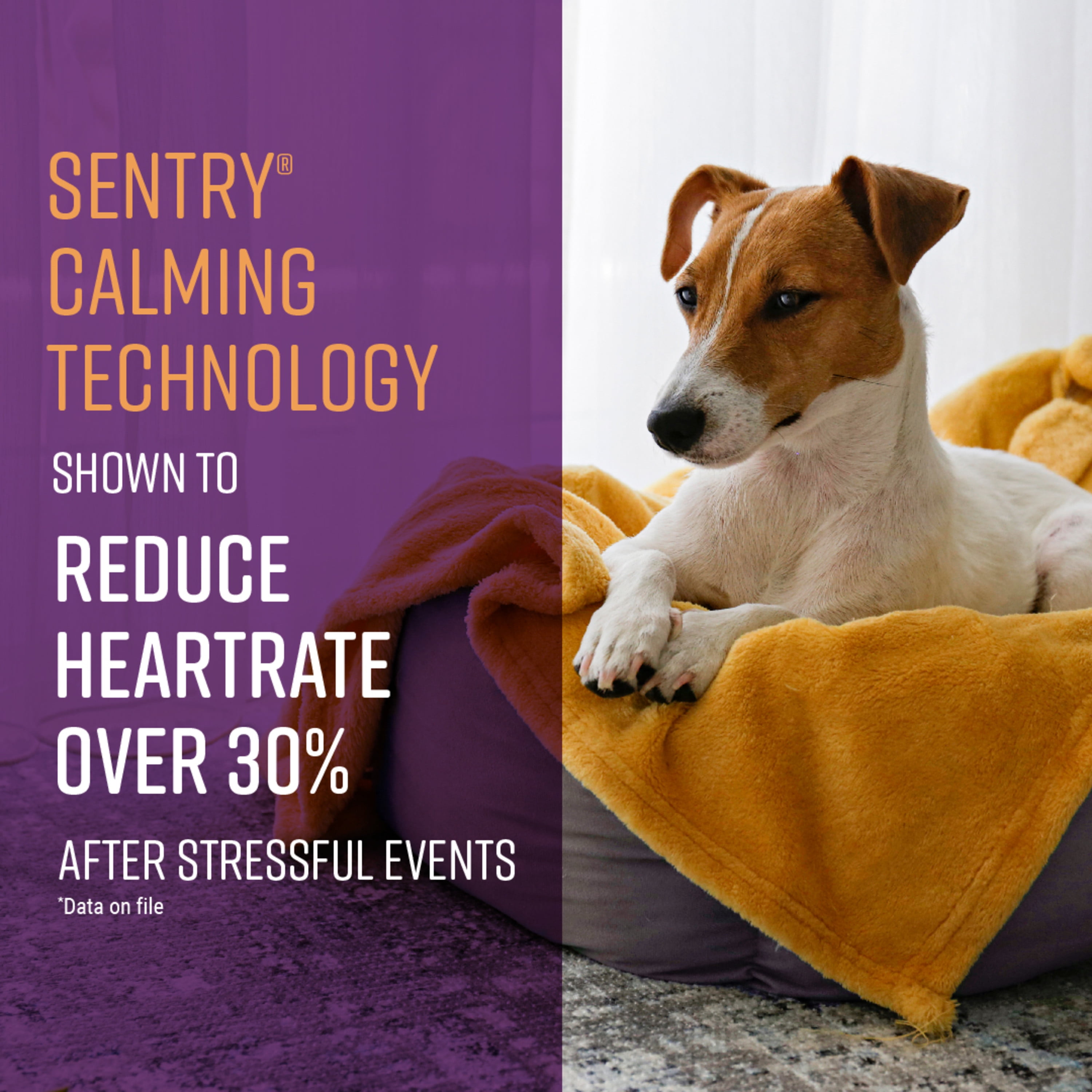 (6 pack) SENTRY Portable Calming Pheromone Diffuser Pack for Dogs, Helps Reduce Stress, Base with 6 oz Pod