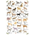 thumbnail image 2 of Wang, Melissa 11x14 White Modern Wood Framed Museum Art Print Titled - Dog Alphabet, 2 of 4