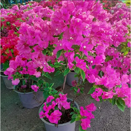 Pack 2 Helen Bougainvillea Tree Live Plants Pink Paperflower Dwarf Bougainvillea Vine 4-6 Inch Tall