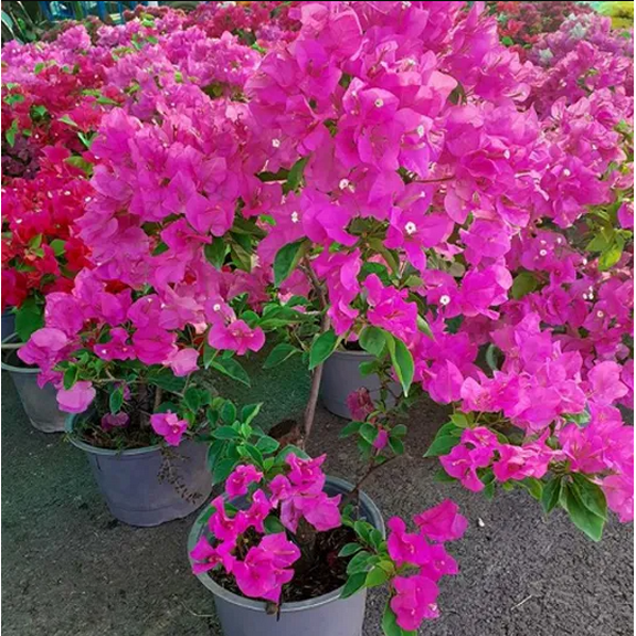 Pack 2 Helen Bougainvillea Tree Live Plants Pink Paperflower Dwarf Bougainvillea Vine 4-6 Inch Tall