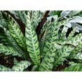 thumbnail image 3 of Rattlesnake Plant - Calathea lancifolia - Easy House Plant - 2.5" Pot, 3 of 4