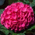 thumbnail image 2 of Spring Hill Nurseries Red Flowering Glowing Embers Hydrangea, 2 Gallon Potted Deciduous Shrub, 1-Pack, 2 of 3