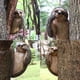 thumbnail image 3 of Estatua de animal abrazando árbol Wosthever de resina para Jardín y patio, 3 of 6