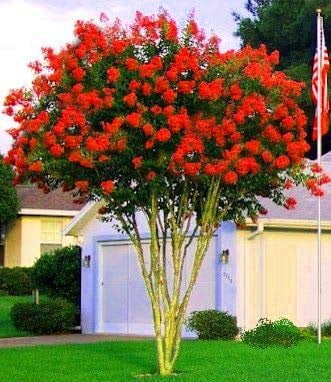 Crape Myrtle Dynamite Red  3 Live Plants  Vivid Red Blooms & Hardy Growth, Live Plant, Ornamental Shrub for Striking Garden Display