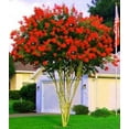 thumbnail image 3 of Crape Myrtle Dynamite Red  3 Live Plants  Vivid Red Blooms & Hardy Growth, Live Plant, Ornamental Shrub for Striking Garden Display, 3 of 9
