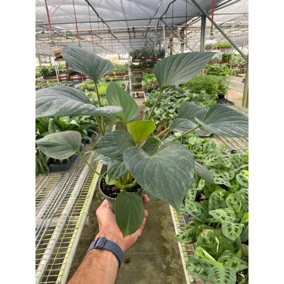 Homalomena 'Emerald Gem', 4" Pot, Indoor Houseplant, Easy Care, Live Plant for Indoor & Outdoor