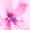 Rosy Petal, variant on No Boundaries Pink Floral Tunnel Swim Bottoms, Women's XXS-XXL