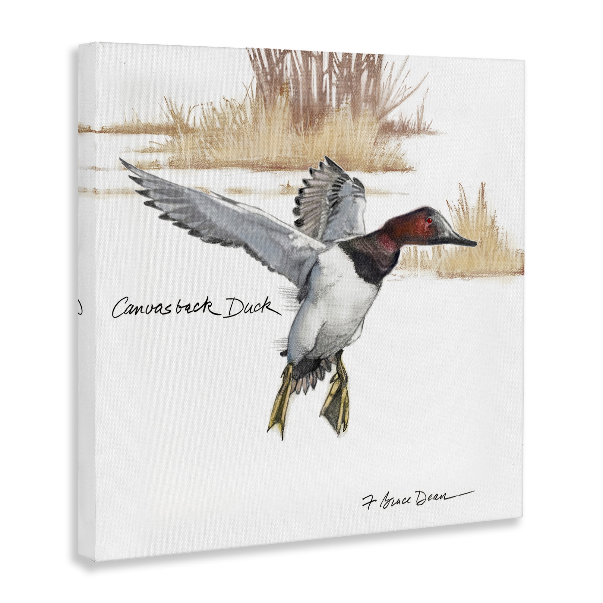 Stupell Industries Canvasback Duck Flying Animals Painting Wrapped Canvas Art Print Wall Art, 30 x 30
