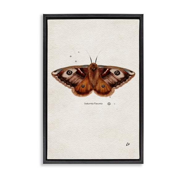 Stupell Industries Scientific Orange Moth Insects Painting Black Floater Framed Canvas Art Print Wall Art, 17 x 25