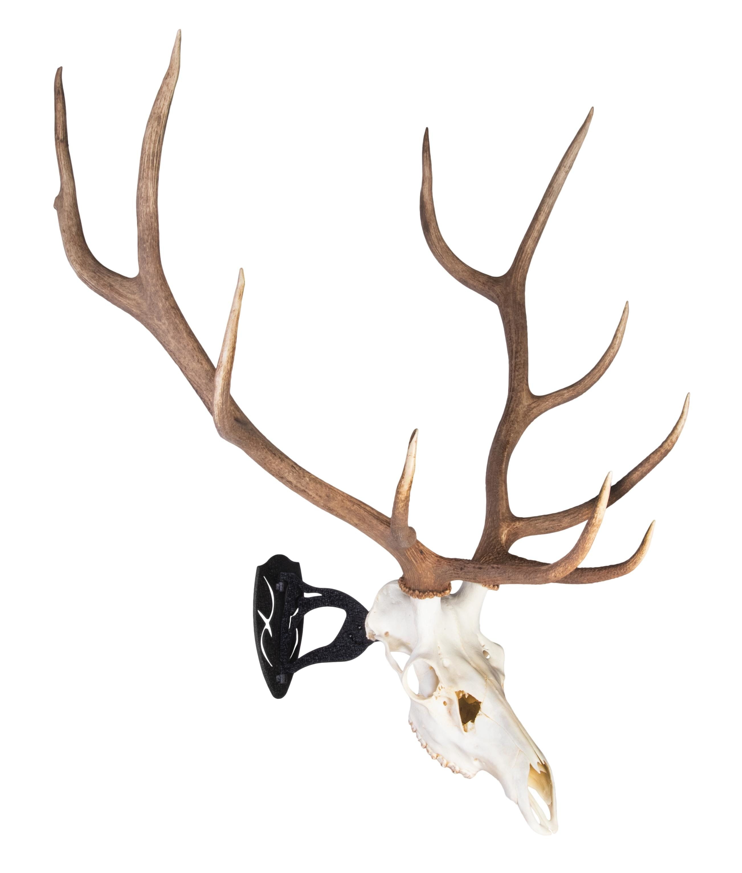 グ*ン様 蝦夷鹿hunting trophy deer skull ム*☆様 蝦夷鹿hunting trophy（deer skull） グ*ン様 蝦夷鹿hunting