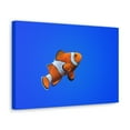 thumbnail image 2 of Clown Fish Hunting Clown Fish on Hunt Print Animal Wall Art Wildlife Canvas Prints Wall Art Ready to Hang Unframed, 2 of 18