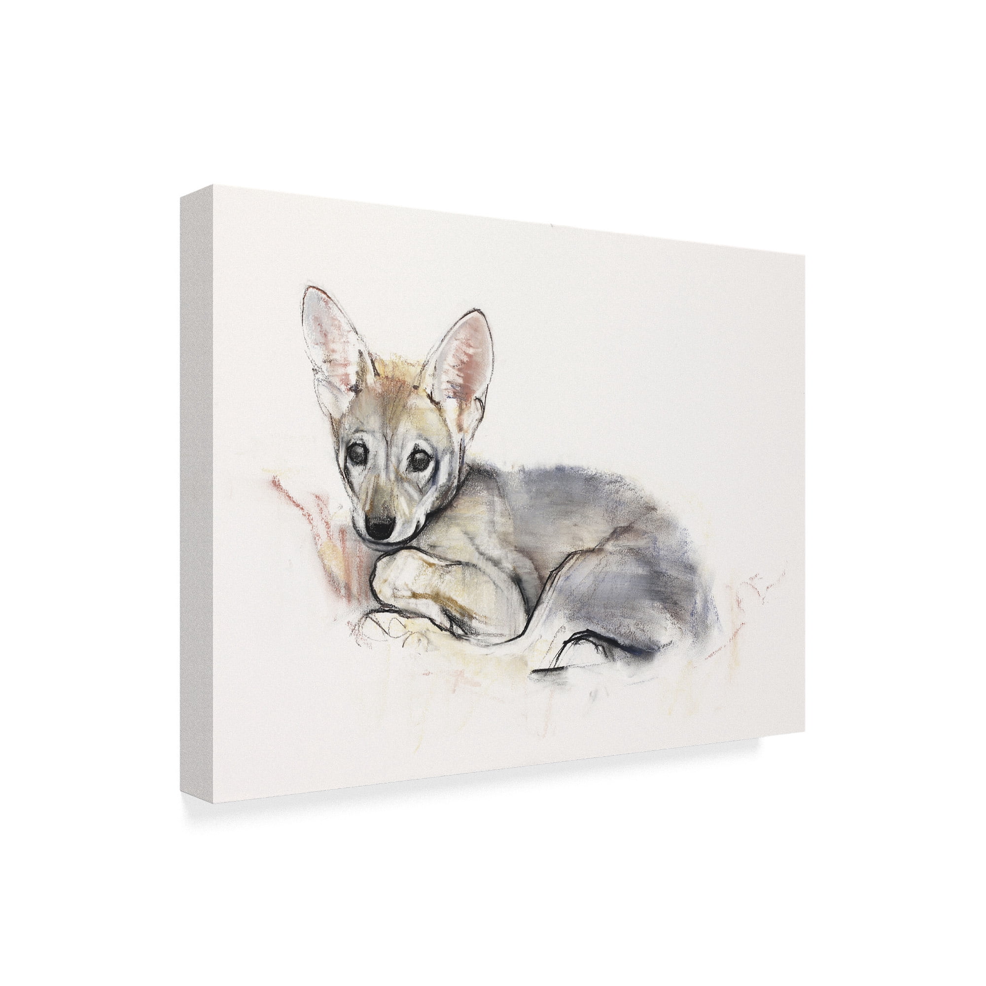Trademark Fine Art 'Curled Arabian Wolf Pup' Canvas Art by Mark Adlington