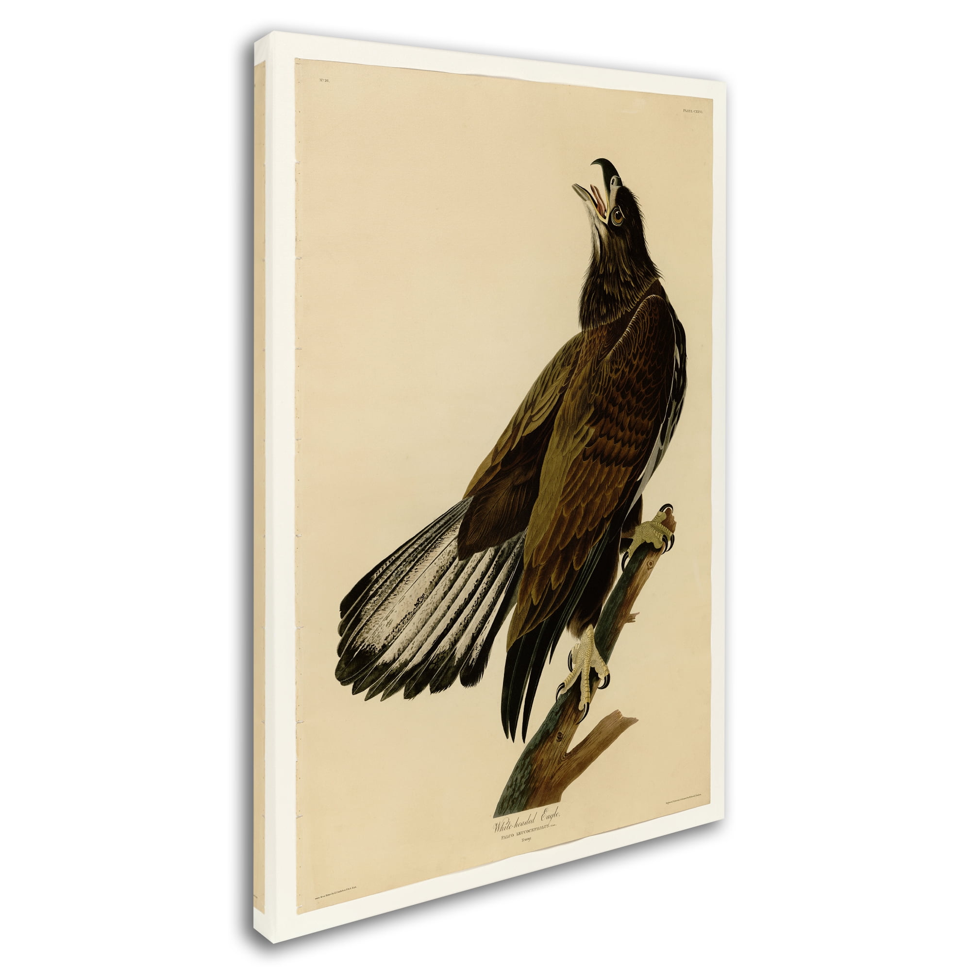 Audubon 'Whiteheaded Eagleplate 126' Canvas Art