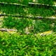 thumbnail image 5 of 10 Piezas Acuario  Inoxidable Malla de Alambre de Plantas Gloria Malla de acero inoxidable para acuarios, 5 of 9
