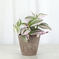 thumbnail image 5 of Live Tradescantia Nanouk Plant - Colorful Foliage - Bright Light - 4" Decorative Pot Cover - Thorsen's Greenhouse, 5 of 5