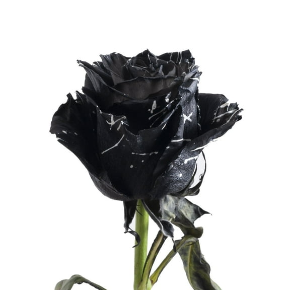 Painted Blade Confetti Roses - 50 cm - Fresh Cut Flowers - 50 Stems - Black/White Roses - by Bloomingmore