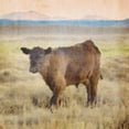 thumbnail image 3 of Brown, Denise 12x12 Black Modern Framed Museum Art Print Titled - Cow, 3 of 5