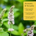 thumbnail image 3 of 4 Spearmint Plants (Mentha spicata) | Fragrant, Fast-Growing Culinary Herb | Perennial & Hardy for Garden or Containers | Perfect for Tea, Cocktails & Cooking | Live Plants, 3 of 8