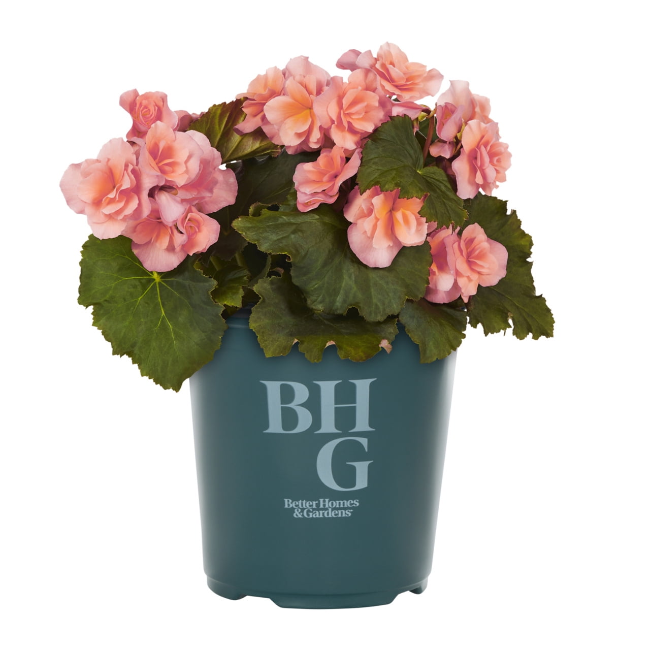 Better Homes & Gardens 2QT Pink Begonia Live Annual Plant Shade 3-Pack
